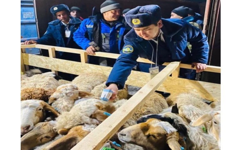 Монголоос Узбекистан руу хоёр удаагийн нислэгээр 1440 амьд хонь тээвэрлэлээ